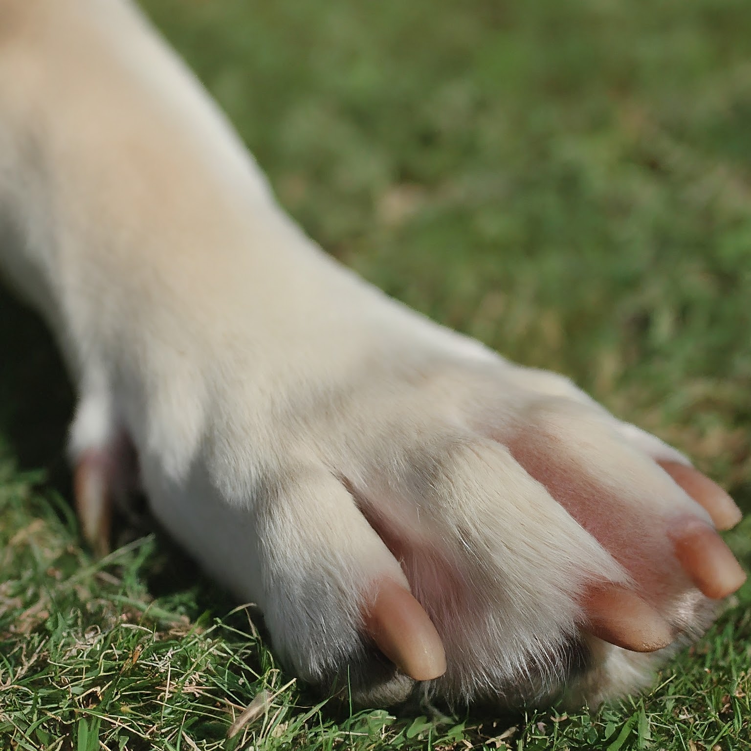 dogs's Claws